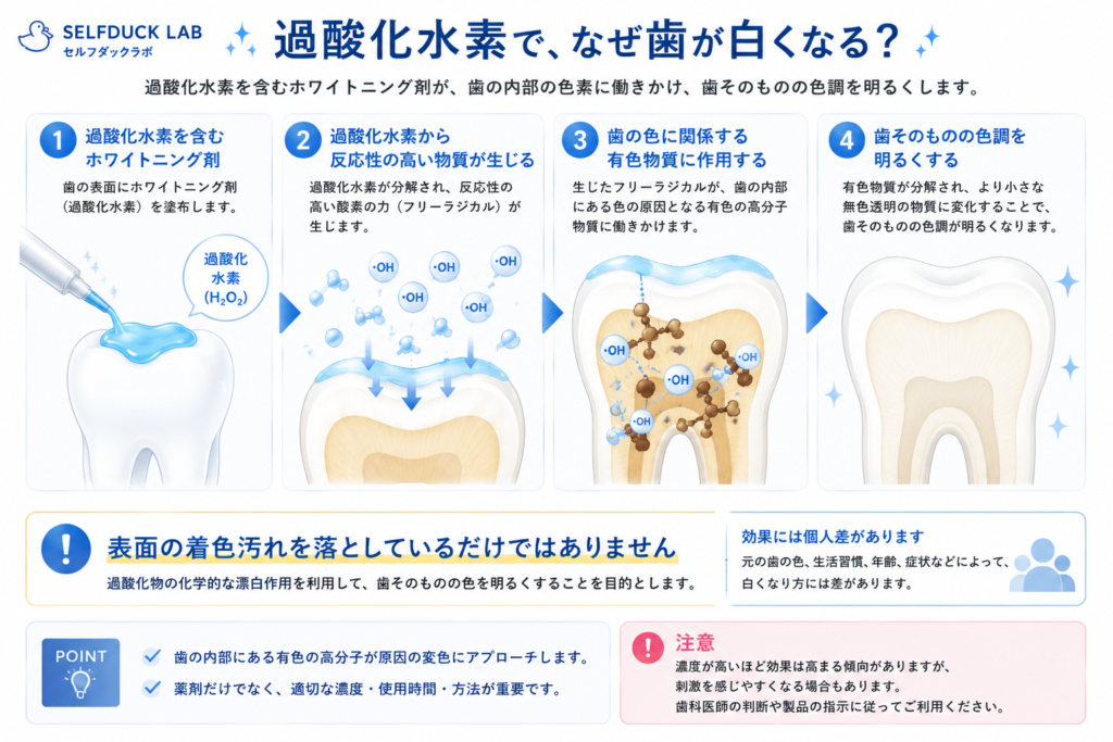過酸化水素で歯が白くなる仕組み