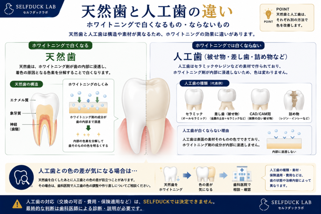 天然歯と人工歯の違い