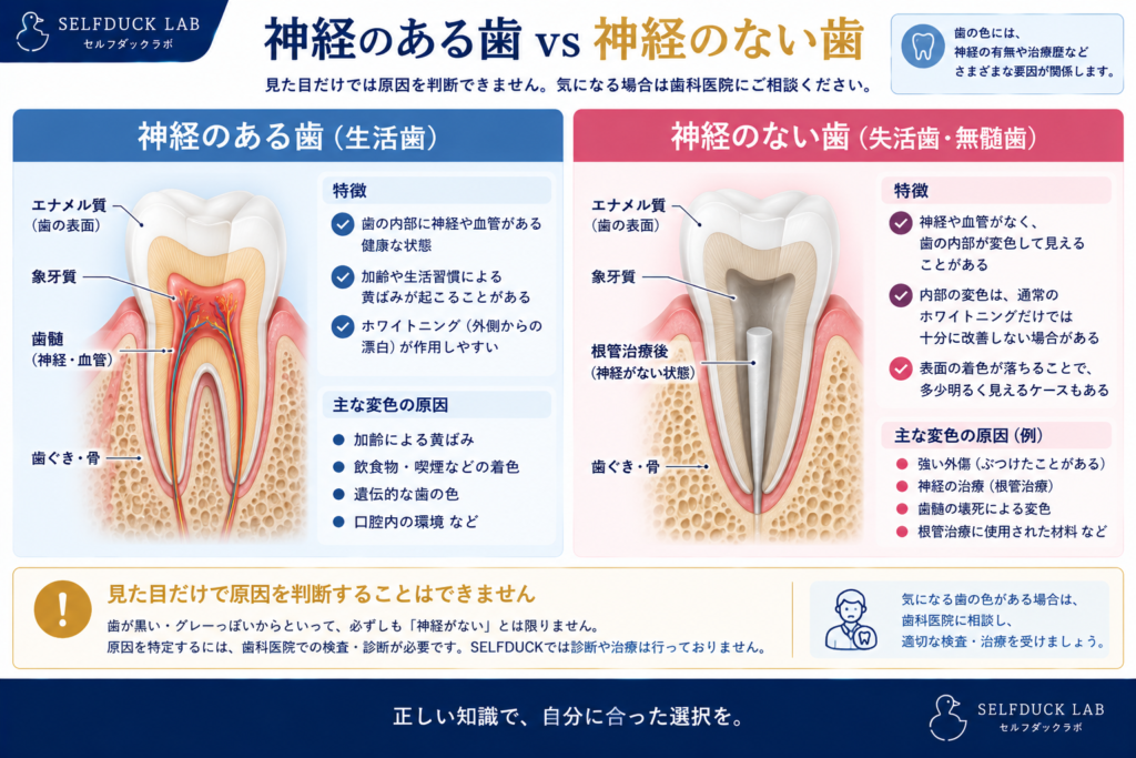 神経のある歯 vs 神経のない歯