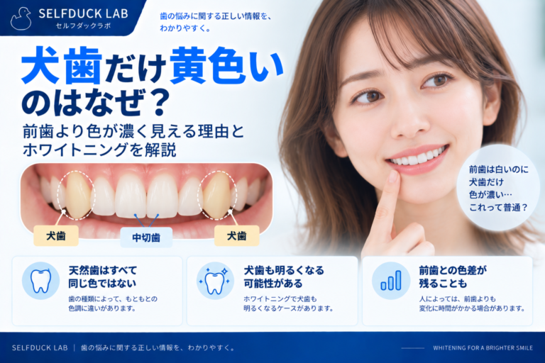 犬歯だけ黄色いのはなぜ？