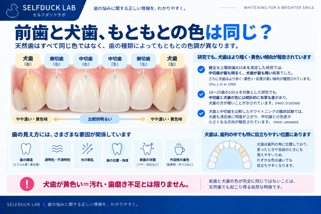 前歯と犬歯はもともと色が違う？
