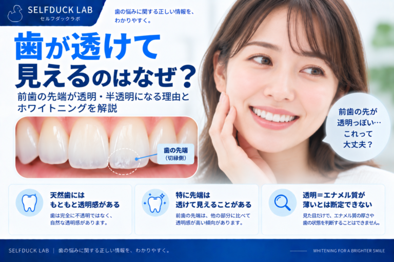 歯が透けて見えるのはなぜ？