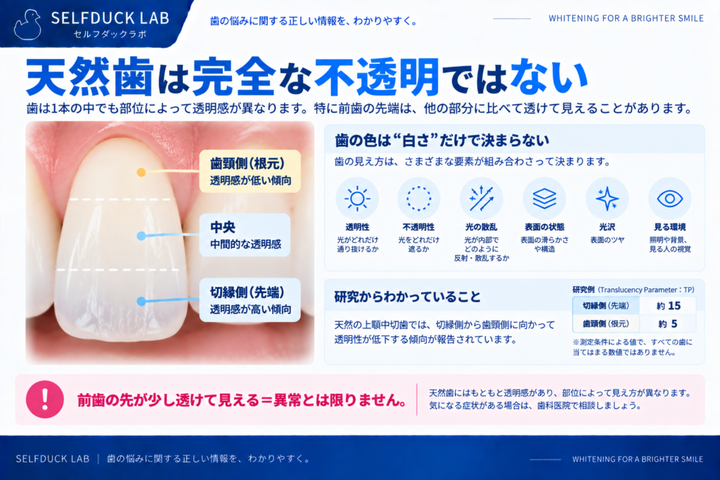 前歯の先端が透明に見えるのはなぜ?